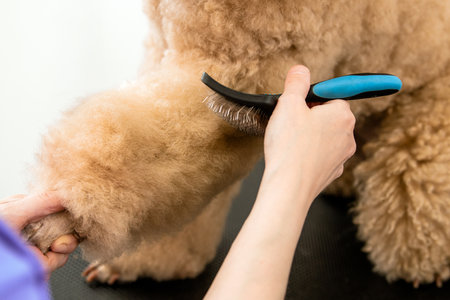 Close-up of a groomer's hands using a brush on a poodle's fluffy leg. The scene shows the grooming process focusing on dog care and maintaining a healthy coatの写真素材