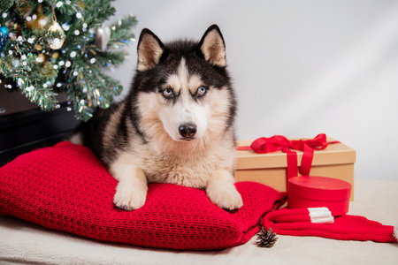 Siberian Husky dog with blue eyes lays on a red cushion near Christmas tree and gift box in festive indoor setting.の写真素材