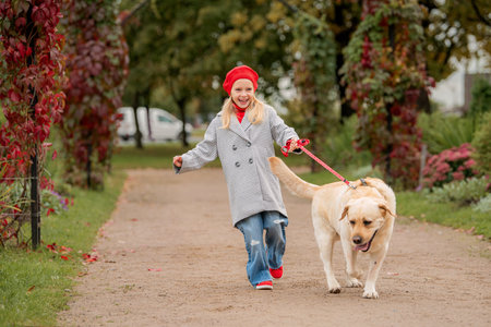 A naughty Labrador pulls his little owner girl on a leash along a path in an autumn park.の写真素材
