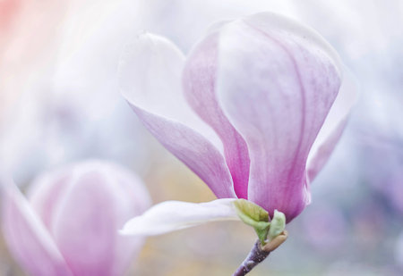 At the end of April, magnolia blossoms in the city of Odessa, Ukraine.の写真素材