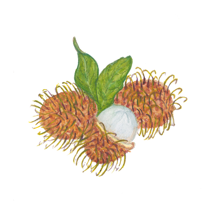 rambutan isolated on the white background. Watercolor illustrationの写真素材