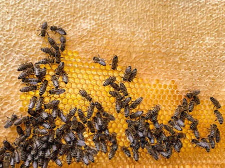 Bee honeycomb filled with golden honey. bees and honeycombの写真素材