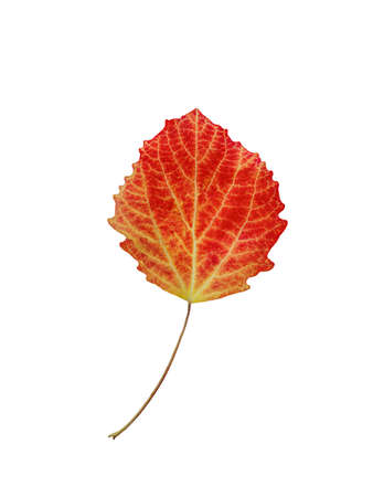 aspen, autumn leaf isolate on white backgroundの写真素材