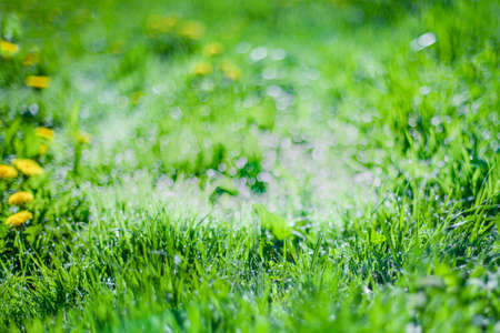 Spring or summer abstract season natural background with green grass, yellow dandelions and bokeh lights, defocused lightの写真素材