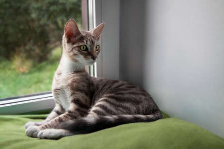 4 month old kitten mestizo bengal cat funny sitting by the windowの写真素材