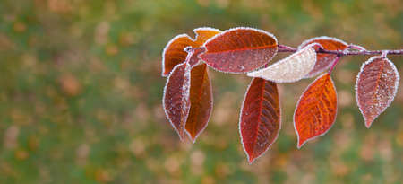 autumn branch with bright beautiful leaves in hoarfrostの写真素材