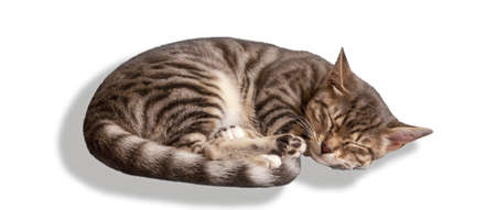 4 month old kitten mestizo bengal cat sleeping on a white backgroundの写真素材