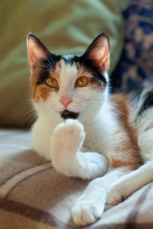 close-up portrait of a domestic cat lying on the couchの写真素材