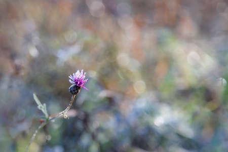 Background with cornflower meadow flower and bokeh lights, defocused lightの写真素材