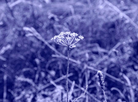 Color of 2022, very peri. The background with meadow flower in hoarfrost on the background of blurred focus is painted in a trendy purple color. The concept of trendy colors.の写真素材