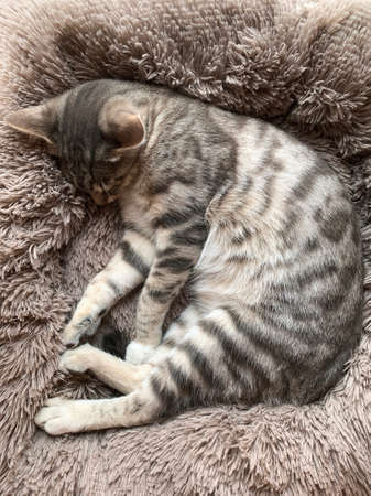 half-breed bengal cat sleeping on full pillow length portraitの写真素材