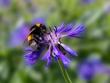 bumblebee collecting nectar on a blue-purple cornflower on a summer sunny dayの写真素材