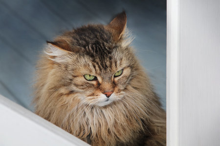 Portrait of a serious beautiful fluffy cat with green eyes. Domestic Long Hair Cat. long-haired cat. copyspace.の写真素材