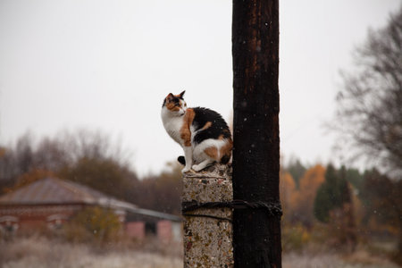 a tricolor cat sits on a pole in cloudy weather, it is snowing, a rural landscape with a cat, soft focus, an autumn cloudy dayの写真素材