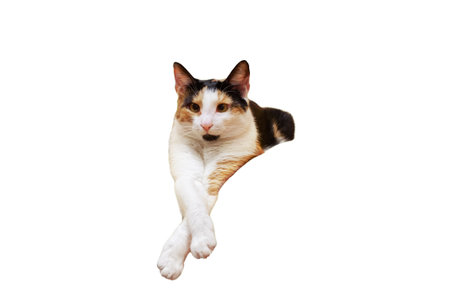 isolated portrait of a funny lying tricolor catの写真素材