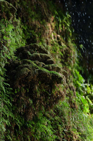 green texture. background wallpaper for computer.