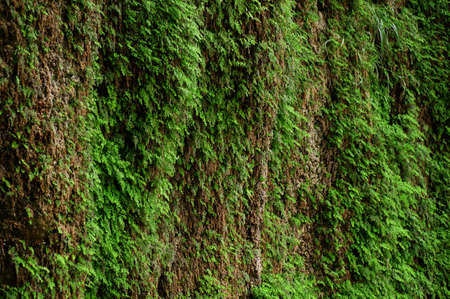 green texture. background wallpaper for computer.