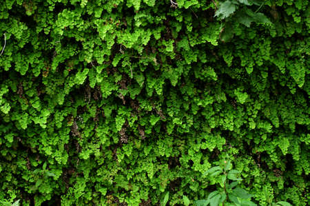 green texture. background wallpaper for computer.