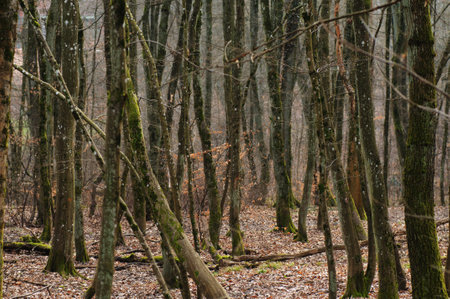misty forest in the morning. early spring in the forest.