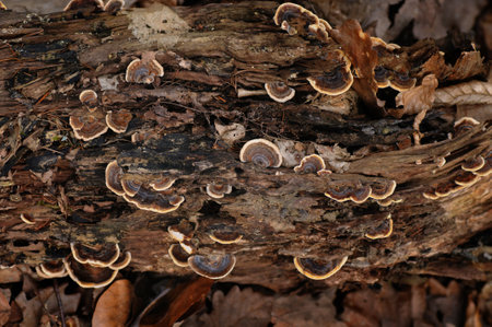 Trametes versicolor - Polyporus versicolor