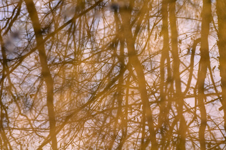 birch branches in the sunset light. abstract background for designの写真素材