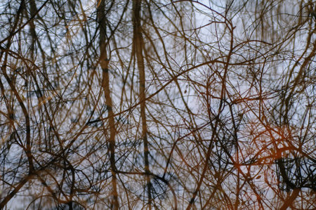 Reflection of tree branches in the water. Abstract natural background.の写真素材