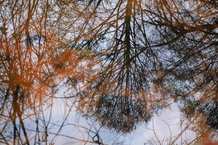 Reflection of trees in a puddle. abstract nature background.