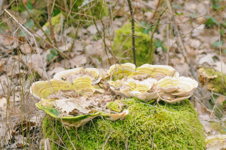 Trametes versicolor on a stump in the forestの写真素材