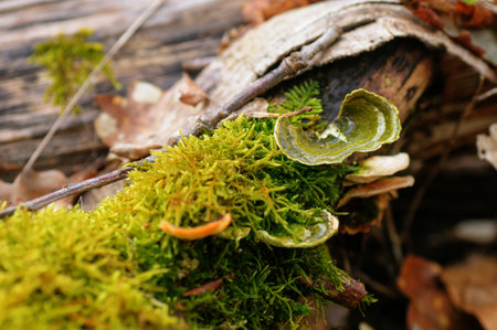 Moss on the branches of a fallen tree in the forest.の写真素材