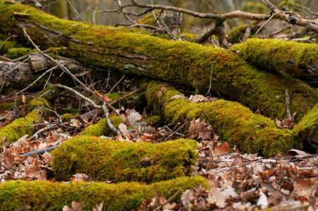 Moss on the branches of a fallen tree in the forest.の写真素材