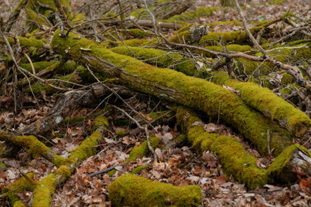 Moss covered tree trunks in the forest. natural background.の写真素材