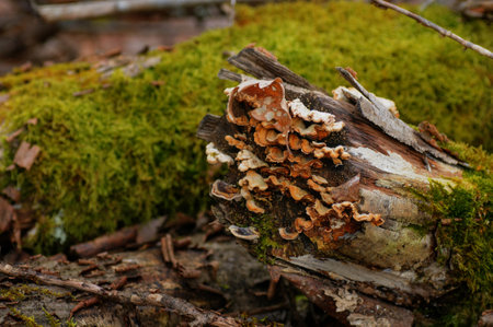 Mushrooms growing on a fallen tree in the forest. selective focus.の写真素材