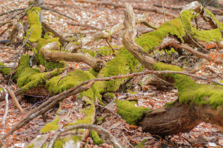 Fallen trees in the forest with moss and lichen on the groundの写真素材