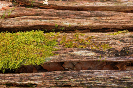 Green moss on old wooden planks in the forest. close up.の写真素材