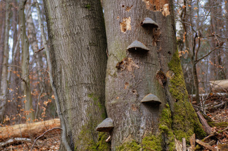 Mushrooms growing on the trunk of a tree in the forestの写真素材