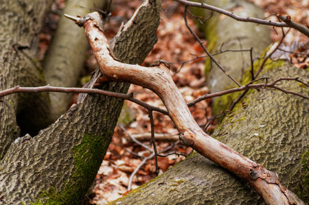 tree roots in the forest. Shallow depth-of-field.の写真素材