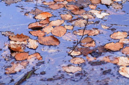 Fallen leaves in a puddle after rain. selective focus.の写真素材