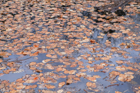 Fallen leaves in a puddle. Fallen leaves in a puddle.の写真素材