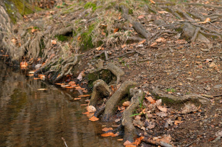 Fallen leaves and roots of trees in a stream in the forestの写真素材