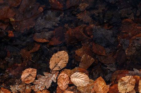 Fallen leaves on the ground in a puddle. autumn background
