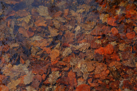 Fallen leaves in the water. Abstract background and texture for design.の写真素材