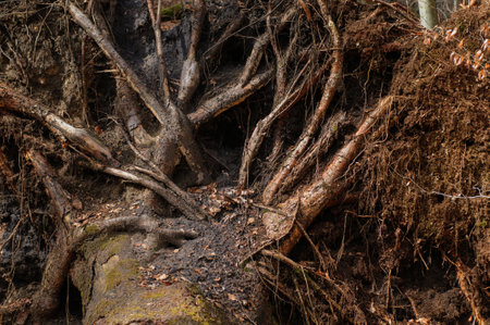 Old tree roots in the forest, close-up. nature background