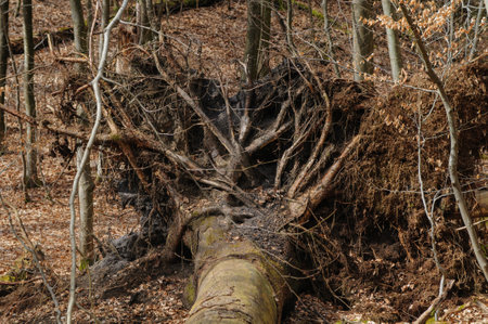 Fallen tree in the forest. The roots of a fallen tree.の写真素材