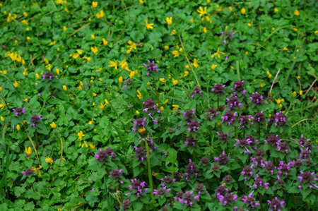 Purple and yellow flowers in a green meadow. spring background.
