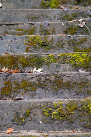 Stone stairs with green moss and fallen leaves in autumn, selective focus