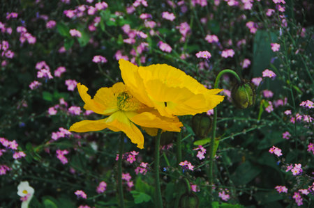 Yellow poppies in the garden with pink and purple flowers.の写真素材