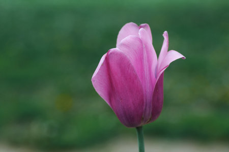 Pink tulip on the background of green grass in the park.