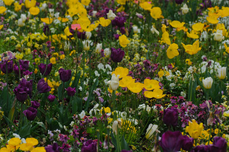 Tulips, daffodils, tulips, buttercups and crocusesの写真素材