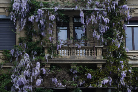 Wisteria flowers on the balcony of an old house in Parisの写真素材