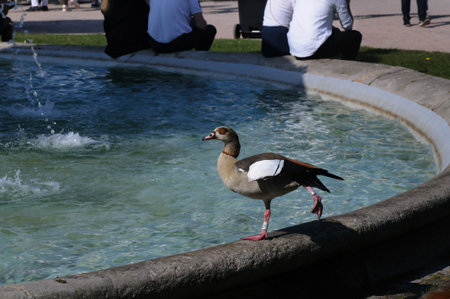 Egyptian Goose at the fountain in the city of Madrid, Spainの写真素材